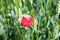 Flower on the field of wheat