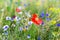 Flower field with wildflowers and native herbs, wildlife habitat