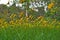 Flower field yellow tickseed plant