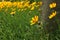 Flower field yellow tickseed plant