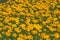 Flower field yellow tickseed plant background