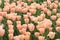 flower field of yellowish pink tulips in spring