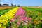 The Flower Fields of Carlsbad