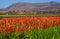 Flower Fields, Central California