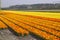 Flower Fields Holland