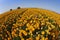 The flower fields. Orange buttercups