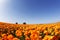 The flower fields. Orange buttercups