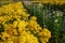 Flower fields sunflowers, yellow flowers