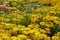 Flower fields sunflowers, yellow flowers