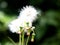 Flower of fire weed or red flower ragleaf