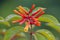 Flower on Firebush Plant, Also Know as Hamelia Patens