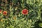 The flower - firewheel, Indian blanket, Indian blanketflower, or sundance Gaillardia pulchella is a North American species  plan