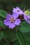 flower with five sheets of purple petals