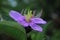 flower with five sheets of purple petals