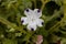 Flower of a fivespot, Nemophila maculata