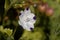 Flower of a fivespot, Nemophila maculata