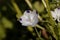 Flower of a fivespot, Nemophila maculata