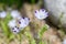 Flower of a fivespot plant, Nemophila maculata