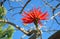 Flower of the flame coral tree in Laguna Woods, Califonia.