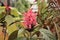 Flower of Flamingo also Known as Justicia Jacobinia Carnea