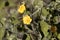 Flower of a flannel weed Sida cordifolia