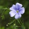 Flower of flax (LÃ­num) closeup