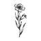 flower flax sketch hand drawn vector