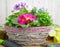 Flower and floriculture. Garden seedlings on wooden background. gardening and horticulture banner with copy space. seedlings,