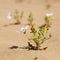 Flower flowering on Cerro Blanco sand dune