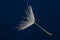 flower fluff , dandelion seed with dew dops - beautiful macro photography