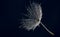 flower fluff , dandelion seed with dew dops - beautiful macro photography