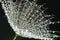 flower fluff , dandelion seed with dew dops - beautiful macro photography