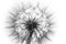 flower fluff, dandelion seeds - a beautiful macro photography