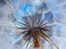 flower fluff, dandelion seeds - beautiful macro photography