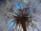 flower fluff, dandelion seeds - beautiful macro photography