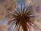 flower fluff, dandelion seeds - beautiful macro photography