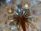 flower fluff, dandelion seeds - beautiful macro photography