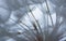 flower fluff, dandelion seeds with dew dop - beautiful macro photo