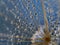 flower fluff, dandelion seeds with rain drops