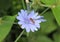 Flower-fly on the bloom of chicory
