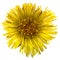 Flower of foalfoot (Tussilago farfara), isolated on white