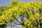 Flower of Foeniculum vulgare