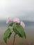 Flower in fog on a lakeside