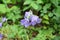 Flower forest bell at dawn with drops of rubble