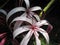 Flower in the forest of the Tortuguero nature reserve in Costa Rica