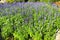 Flower fountain - Blue Salvia flower in the garden