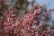 Flower of Four-stamen Tamarisk in late spring