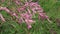 Flower of Four-stamen Tamarisk in late spring