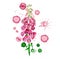 Flower of foxglove