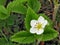 Flower fragaria viridis weston